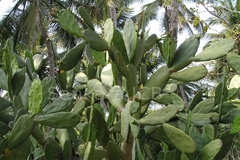 Opuntia cochenillifera